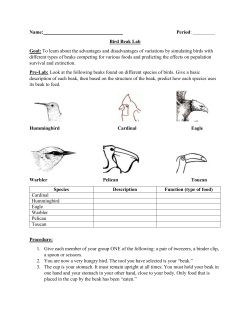 Bird Beak Lab