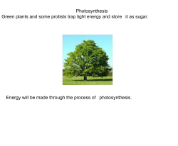 paper chromatography - Miss Wilson`s Class