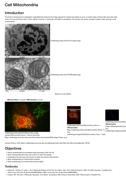 Cell Mitochondria - UNSW Cell Biology