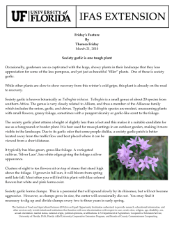 Society garlic is one tough plant