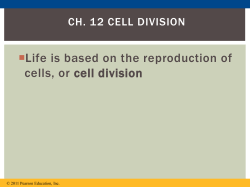 cell division