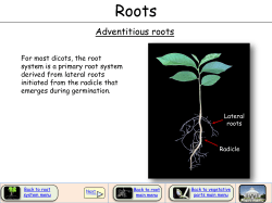 Adventitious roots