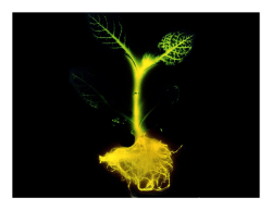 Glowing Plant - National Academy of Sciences
