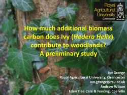 How much additional biomass carbon does Ivy