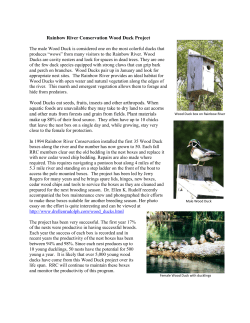 Wood Duck Box Installation and Maintenance
