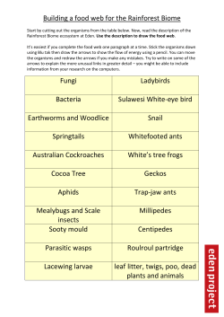 Building a food web for the Rainforest Biome Fungi