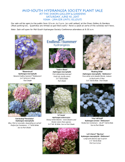Mid-south hydrangea society plant sale - the Mid