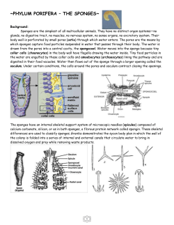 Examination of Grantia, a simple sponge