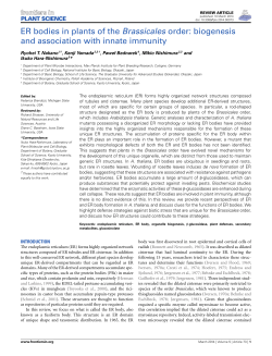 ER bodies in plants of the Brassicales order