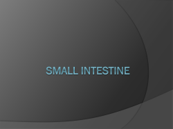 Small Intestine
