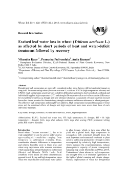 Excised leaf water loss in wheat (Triticum aestivum L.) as