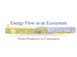 Energy Flow in an Ecosystem