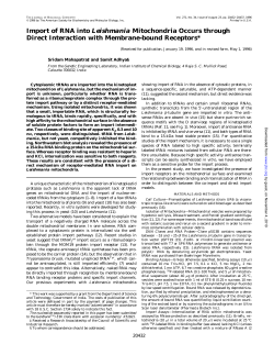 Import of RNA into Leishmania Mitochondria Occurs through Direct