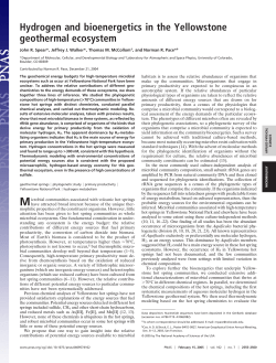 Hydrogen and bioenergetics in the Yellowstone geothermal
