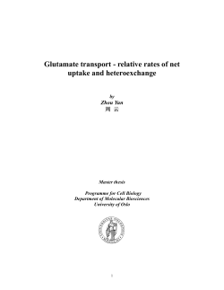 Glutamate transport - relative rates of net uptake and - UiO