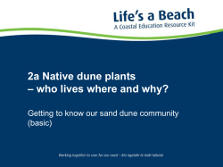 2a Native dune plants – who lives where and why?