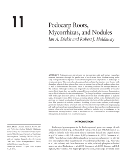 11 Podocarp Roots, Mycorrhizas, and Nodules
