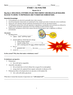 glycolysis