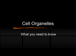 Cell Membrane Nucleus Cytoplasm Mitochondria Golgi apparatus
