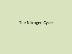 The Nitrogen Cycle - Laureate International College