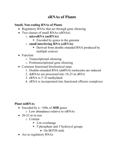 sRNAs of Plants