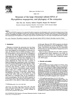 Structure of the large ribosomal subunit RNA of Phytophthora