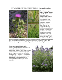 Invasive Plants: Treatment Recommendations