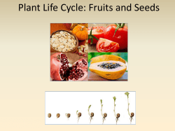 Plant Life Cycle: Fruits and Seeds
