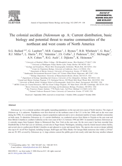 The colonial ascidian Didemnum sp. A: Current