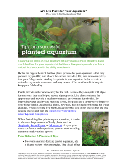 Are Live Plants for Your Aquarium?