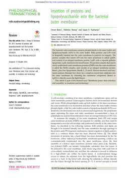 Insertion of proteins and lipopolysaccharide into the bacterial outer