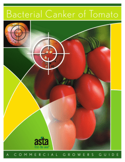 Bacteria Canker of Tomato | ASTA Disease Guide