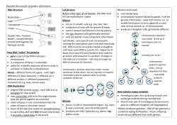 Describe the transfer of genetic information DNA Structure