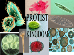 Protist Kingdom