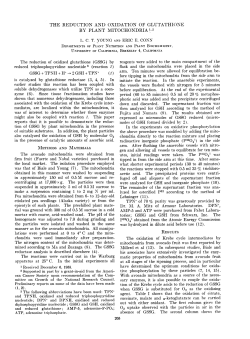 The Reduction and Oxidation of Glutathione by Plant Mitochondria