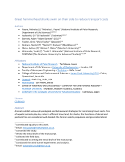 Intriguingly, the dorsal fin of a great hammerhead is longer