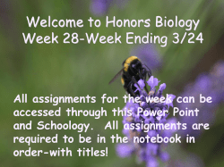Bee on Lavender PowerPoint Template