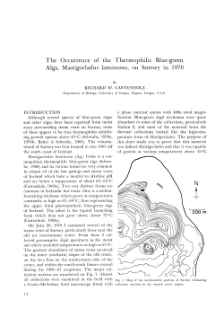 The Occurrence of the Thermophilic Blue