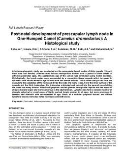 Post-natal development of prescapular lymph node in One