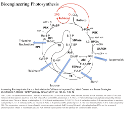 Bioengineering Photosynthesis