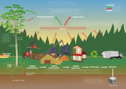 Forests carbon cycle - grow, harvest, store