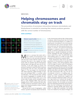 Helping chromosomes and chromatids stay on track