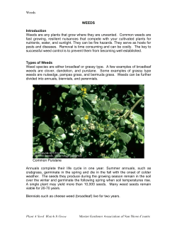 Weeds Plant A Seed, Watch It Grow Master Gardener Association of