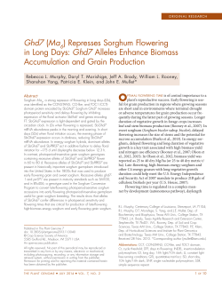 Ghd7 (Ma ) Represses Sorghum Flowering in Long Days: Ghd7