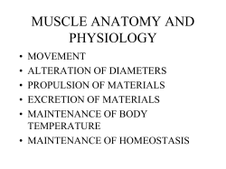 muscle anatomy and physiology