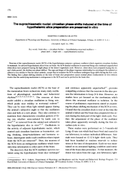 The suprachiasmatic nuclei: circadian phase-shifts