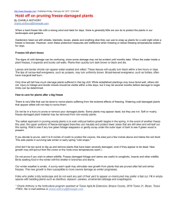 Hold off on pruning freeze