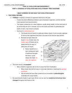 Additional Examples of Evolutionary Tree Diagrams