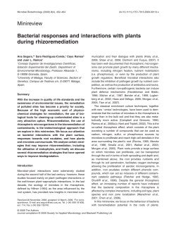 Bacterial responses and interactions with plants during