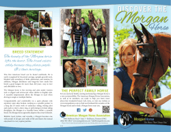The beauty of the Morgan horse lifts the heart. The breed exists